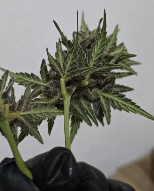 Original Cheese Auto FastBuds. Week 13