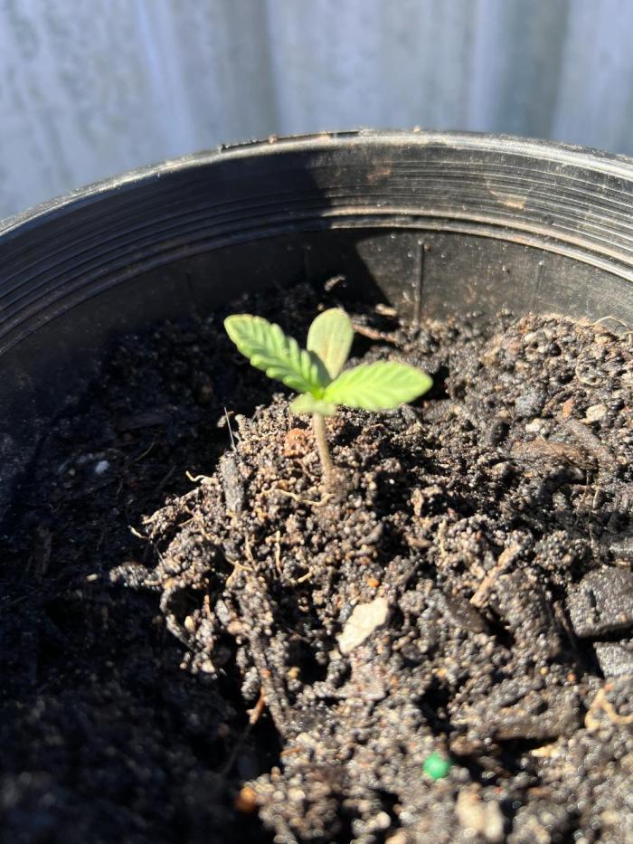 First grow. Week 0 - Day 4 of growing her, decided to let her get some morning sun