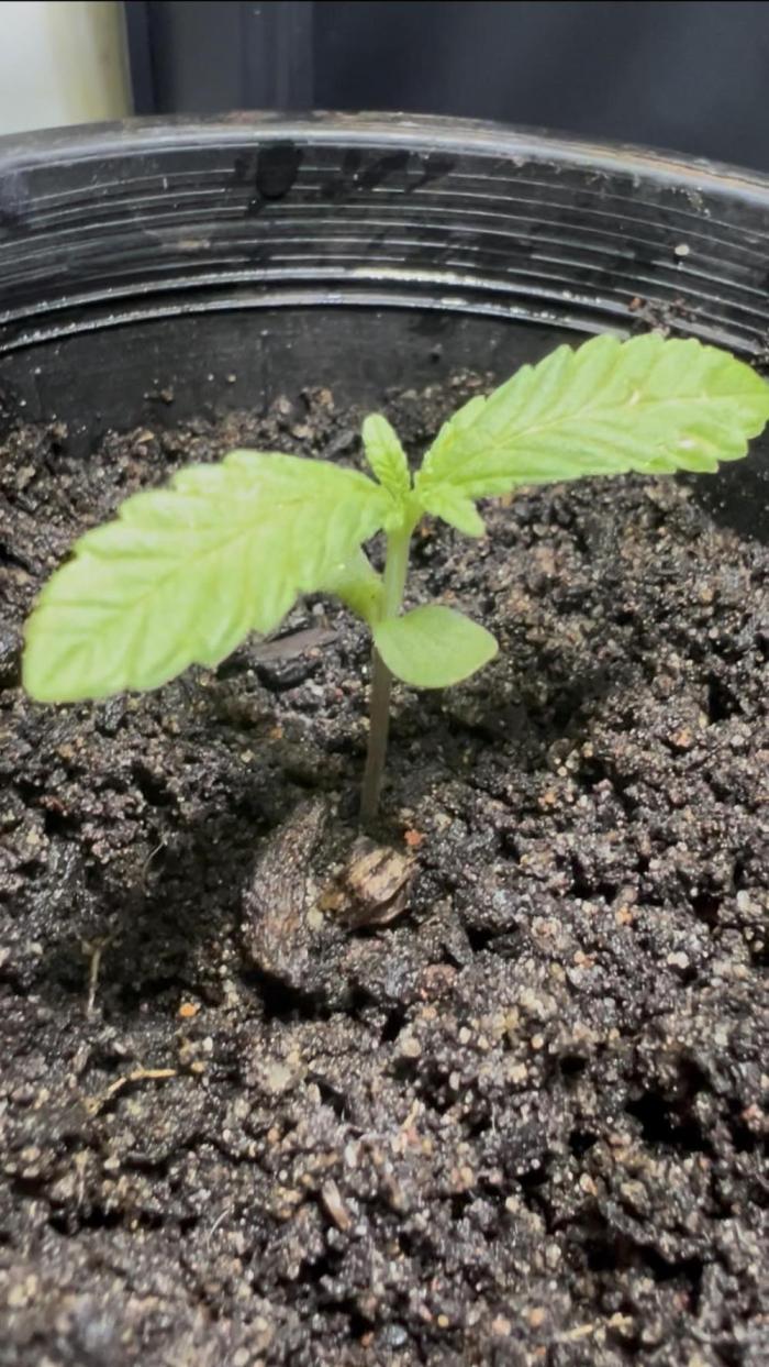 First grow. Week 1 - Growth is normal, 2nd true leaves are coming and leafs and growing