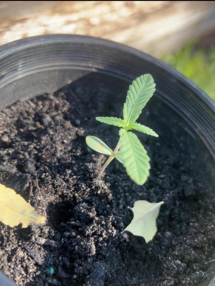 First grow. Week 2 - day 12 growth has slowed cant understand why
