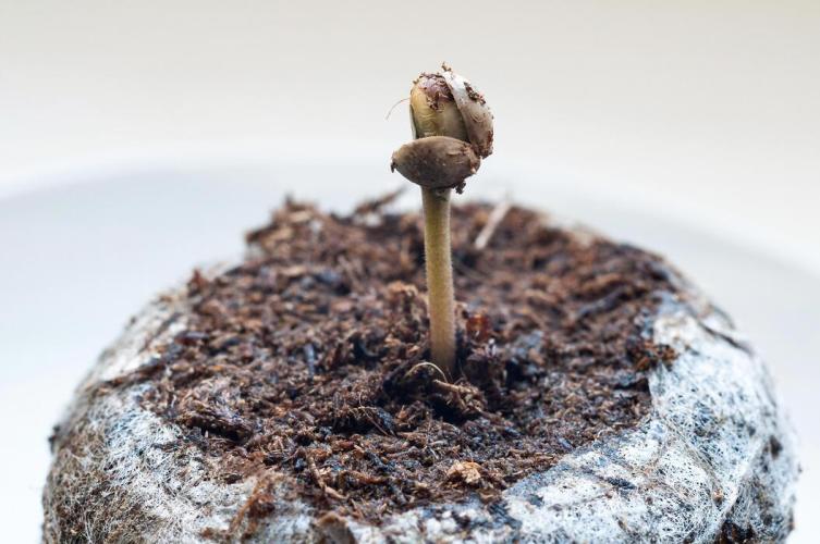 Tropicana Cookies Auto. Week 1