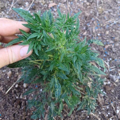 Afghan Kush Auto. Week 1