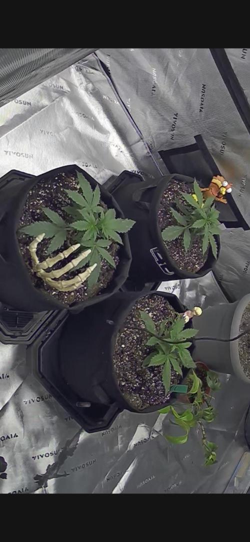 Locking in my setup …. Week 3