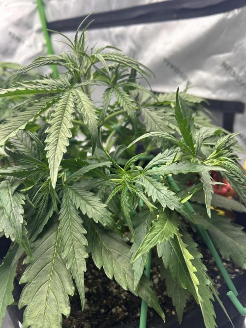 Locking in my setup …. Week 3