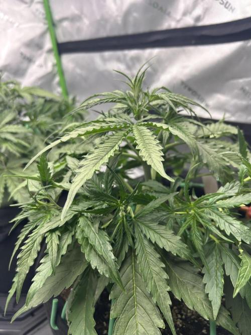 Locking in my setup …. Week 3