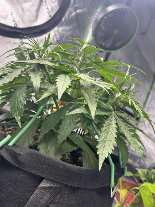 Locking in my setup …. Week 3