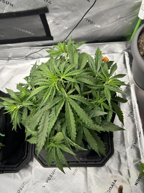 Locking in my setup …. Week 4