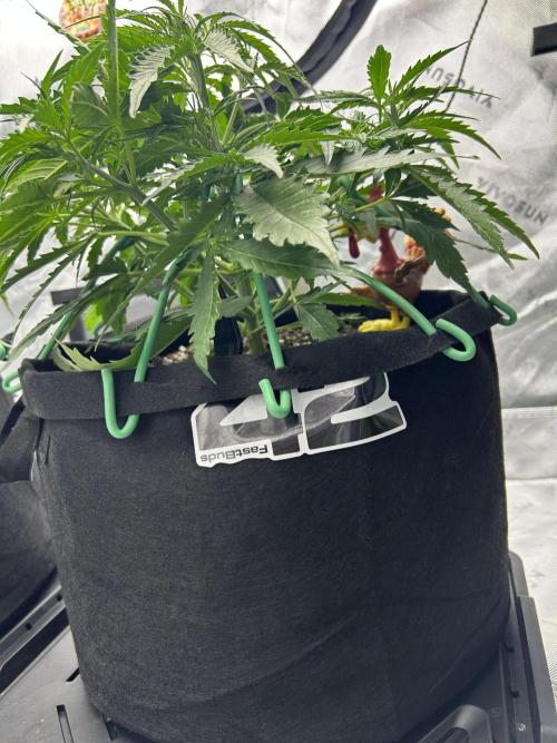 Locking in my setup …. Week 4