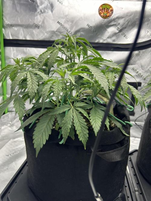 Locking in my setup …. Week 4