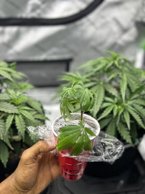 Locking in my setup …. Week 4