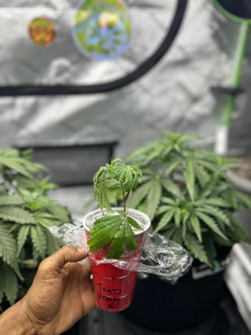 Locking in my setup …. Week 4