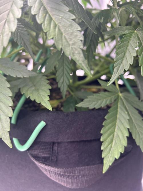 Locking in my setup …. Week 4