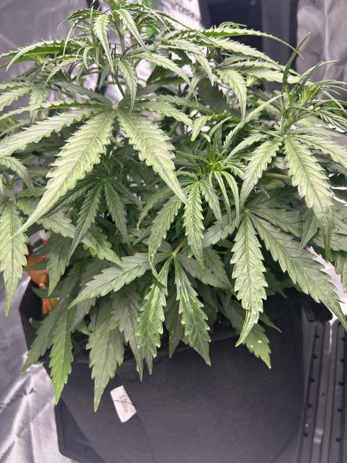 Locking in my setup …. Week 4