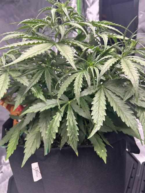 Locking in my setup …. Week 4