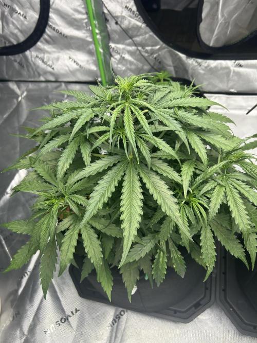 Locking in my setup …. Week 4