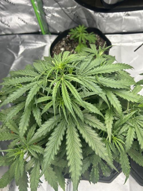Locking in my setup …. Week 4