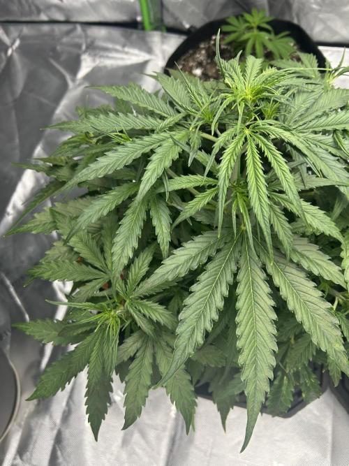 Locking in my setup …. Week 4