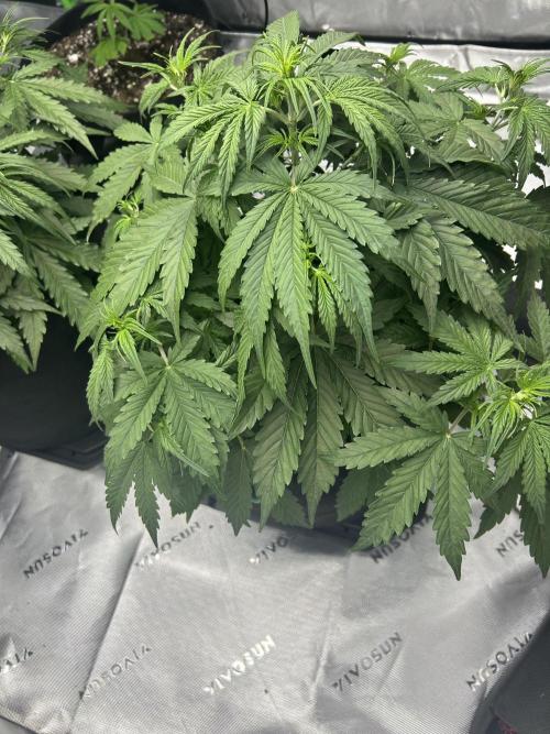 Locking in my setup …. Week 4