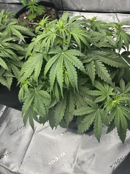 Locking in my setup …. Week 4