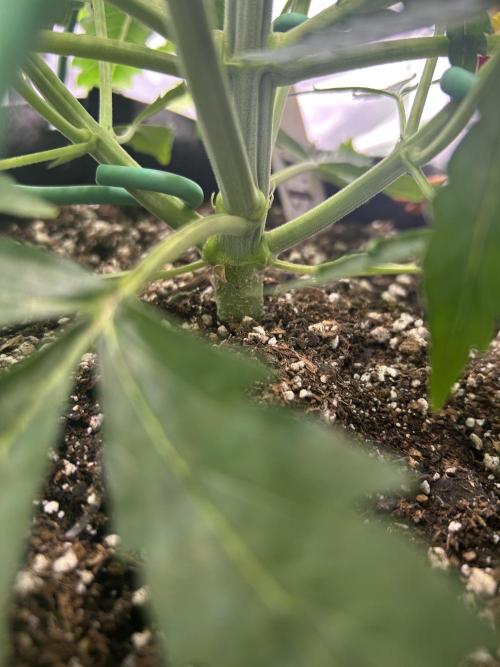 Locking in my setup …. Week 4