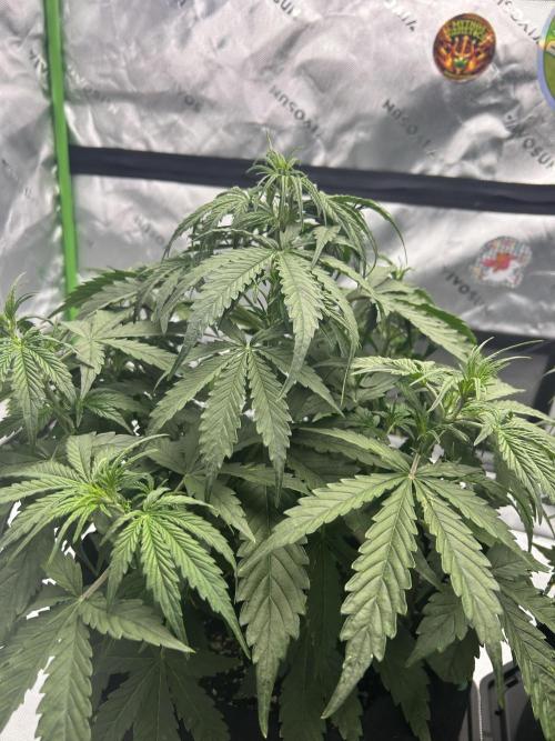 Locking in my setup …. Week 4