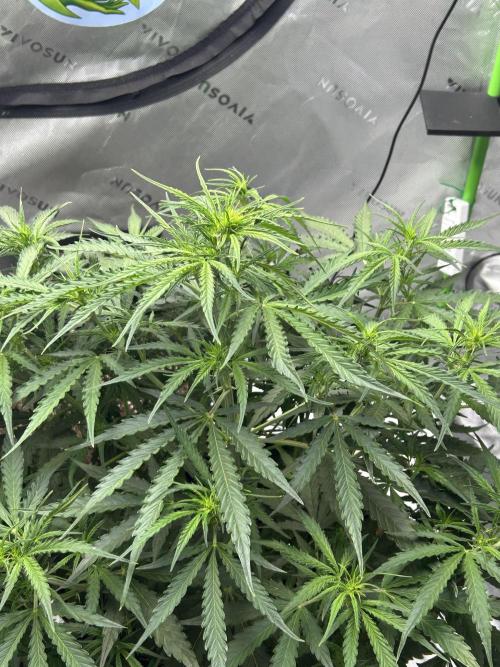 Locking in my setup …. Week 5