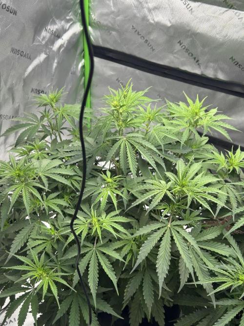 Locking in my setup …. Week 5