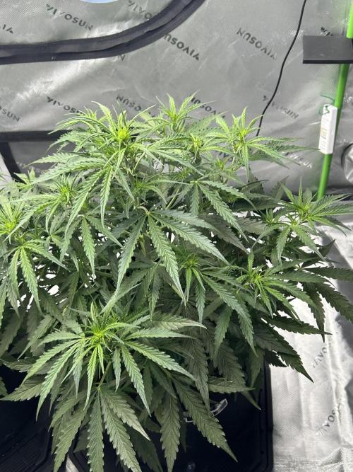 Locking in my setup …. Week 5