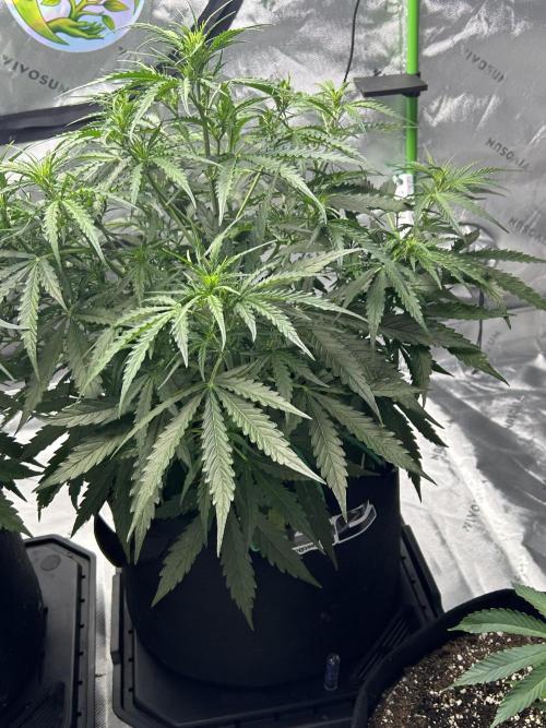 Locking in my setup …. Week 5