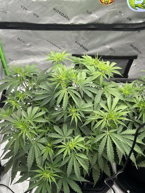 Locking in my setup …. Week 5