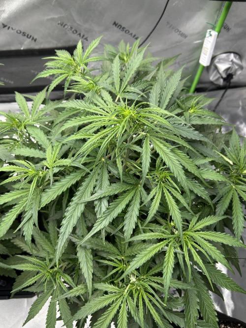 Locking in my setup …. Week 5