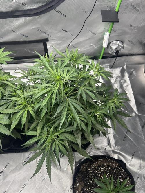 Locking in my setup …. Week 5