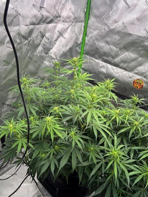 Locking in my setup …. Week 6