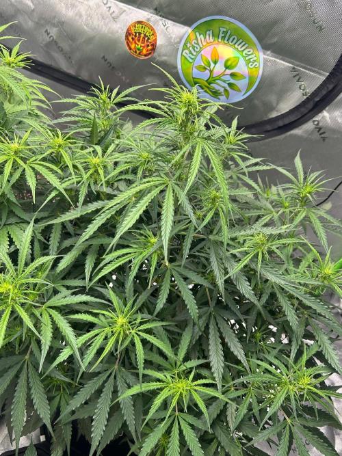 Locking in my setup …. Week 6