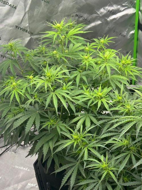 Locking in my setup …. Week 6