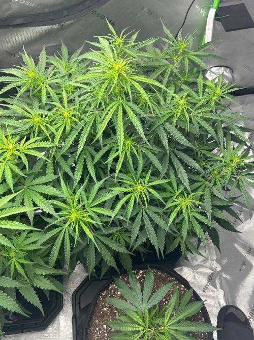 Locking in my setup …. Week 6