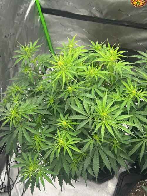 Locking in my setup …. Week 6