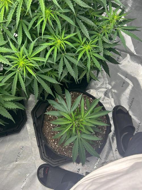 Locking in my setup …. Week 6