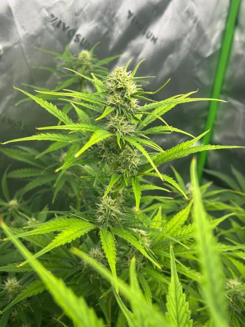 Locking in my setup …. Week 7