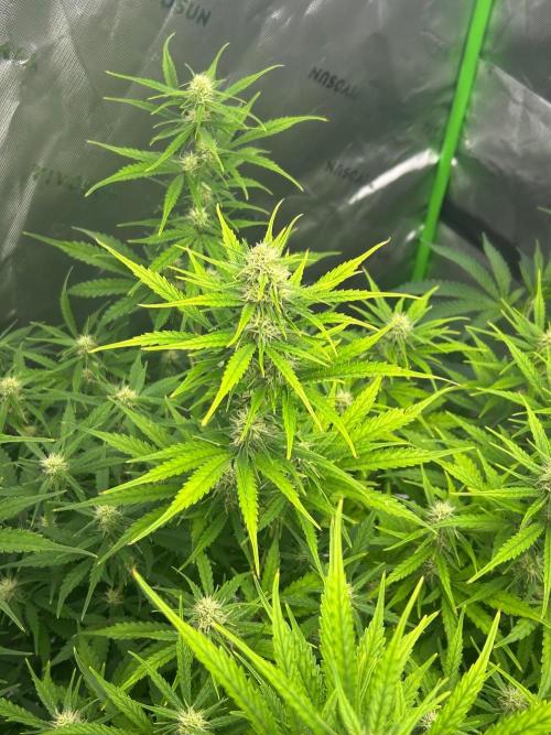Locking in my setup …. Week 7