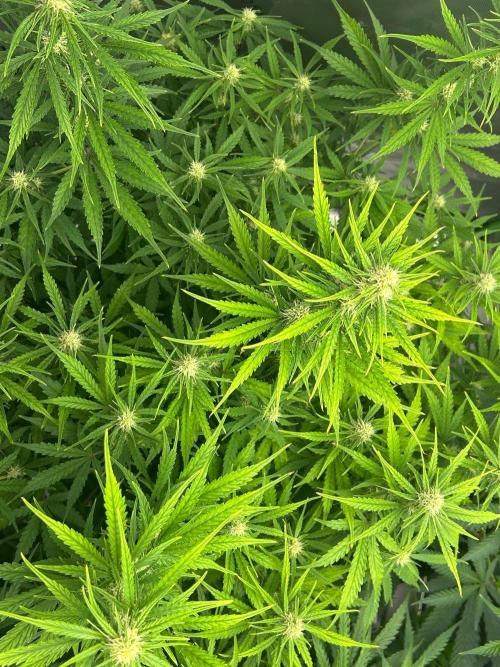 Locking in my setup …. Week 7