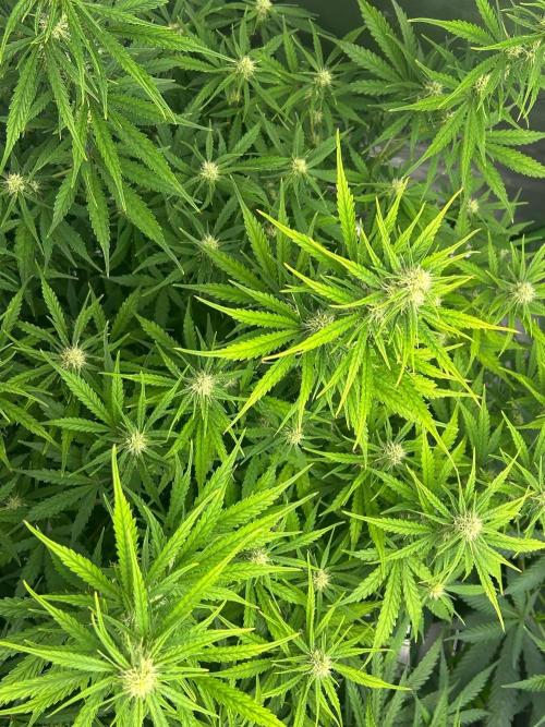 Locking in my setup …. Week 7