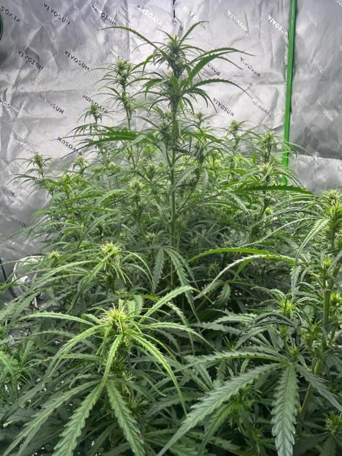 Locking in my setup …. Week 7