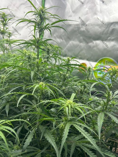 Locking in my setup …. Week 7