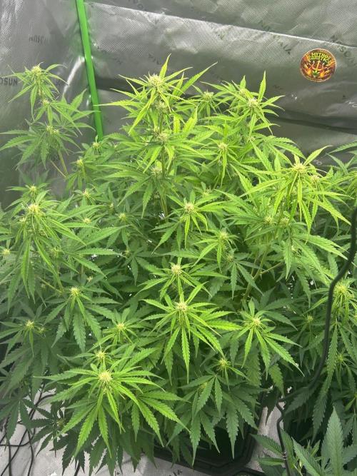 Locking in my setup …. Week 7