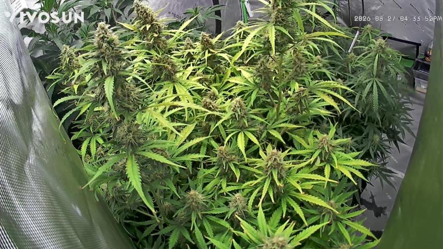 Locking in my setup …. Week 8