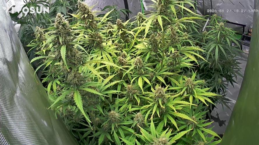 Locking in my setup …. Week 8