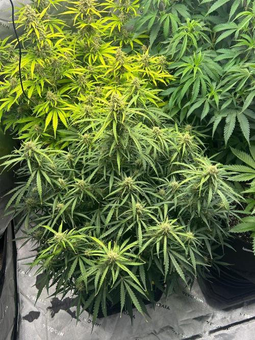 Locking in my setup …. Week 8