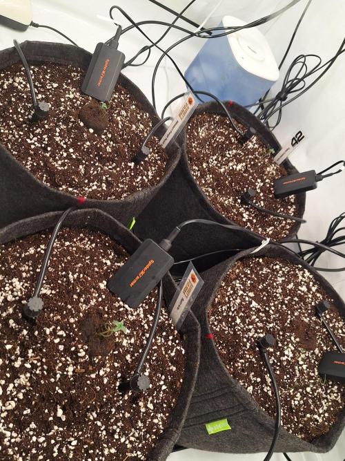 Fast Buds & Barney's MIX. Week 0