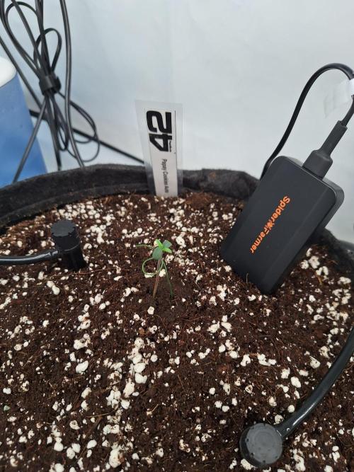 Fast Buds & Barney's MIX. Week 0 - Papaya Cookies